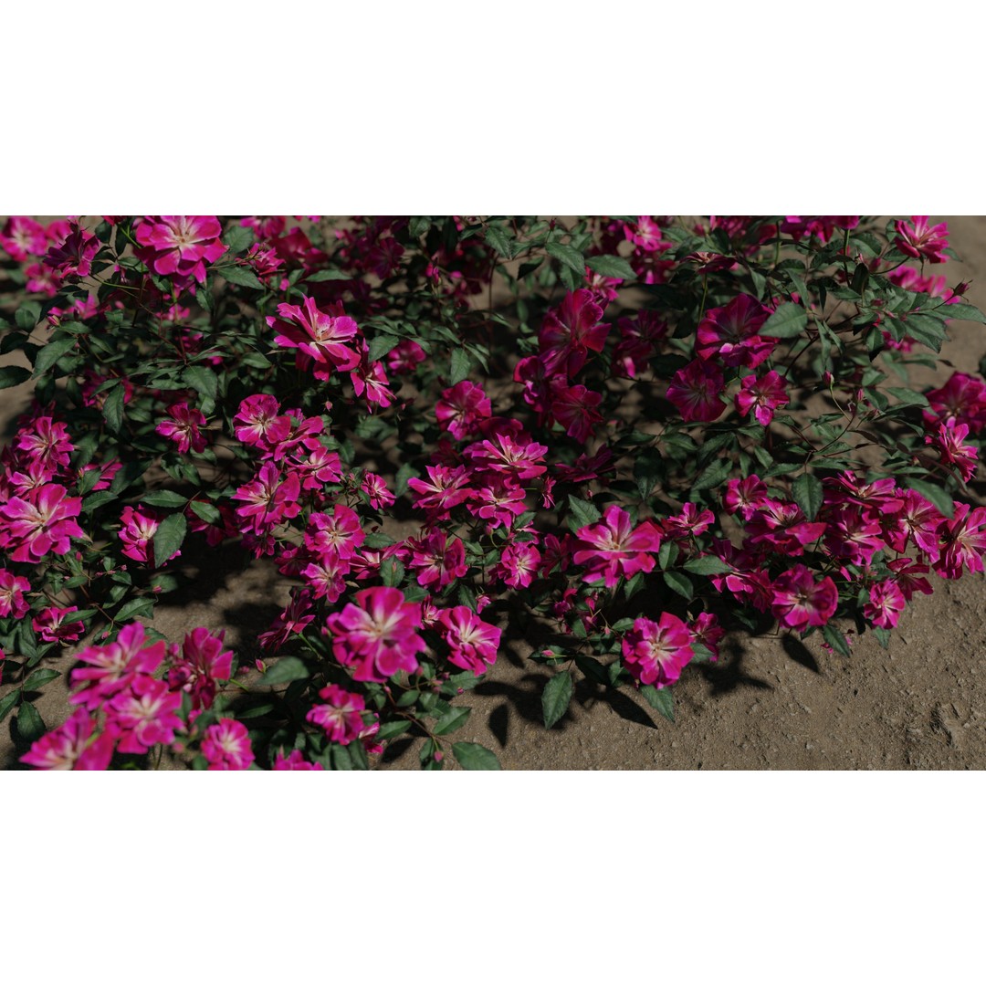 Pink Rose 3D Model – Low Poly Game Asset, PBR Textures, Blender, FBX - View 6