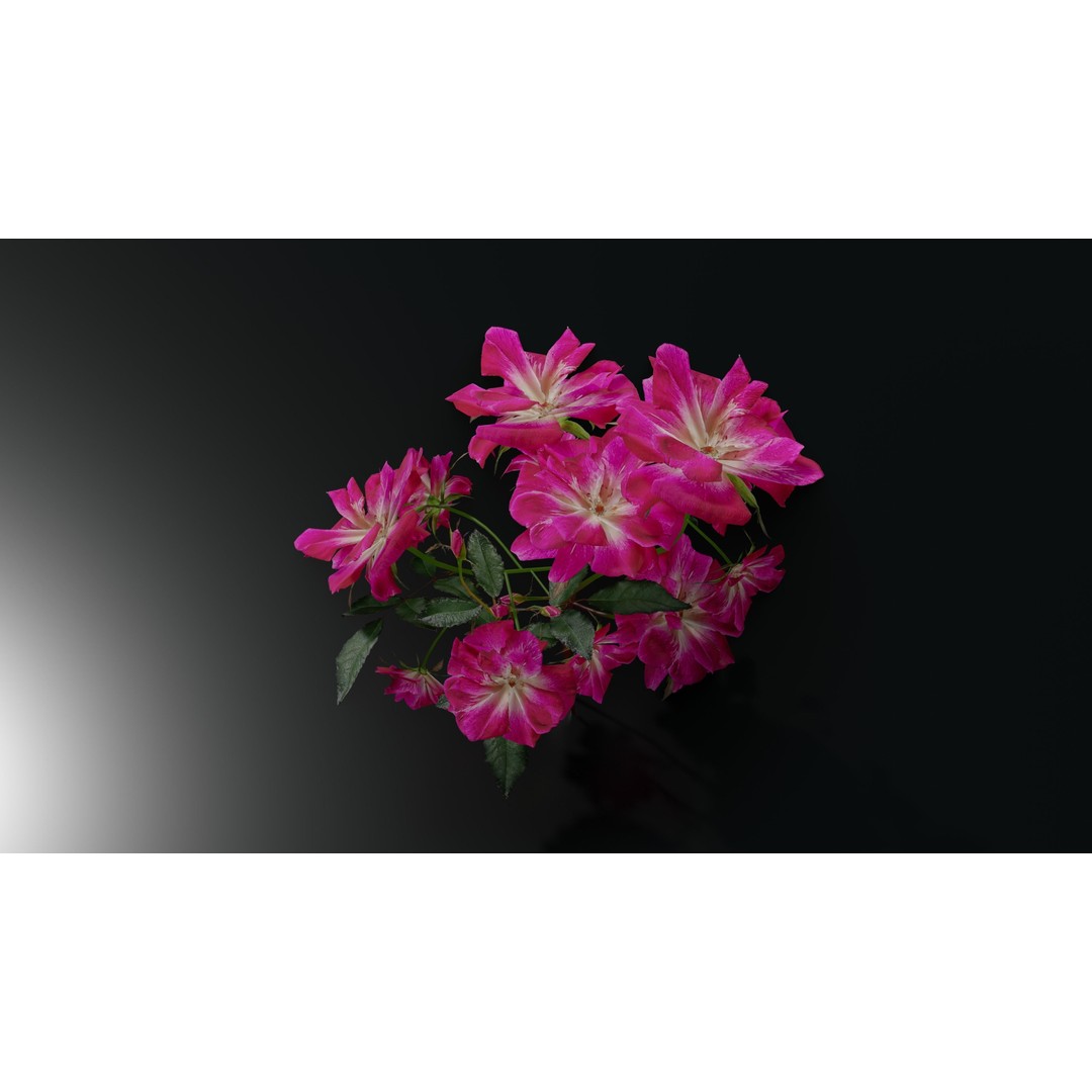 Pink Rose 3D Model – Low Poly Game Asset, PBR Textures, Blender, FBX - View 9
