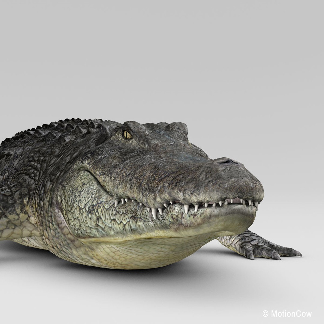 Alligator 3D Model – Realistic Rigged Asset, FBX, Game Ready - View 10