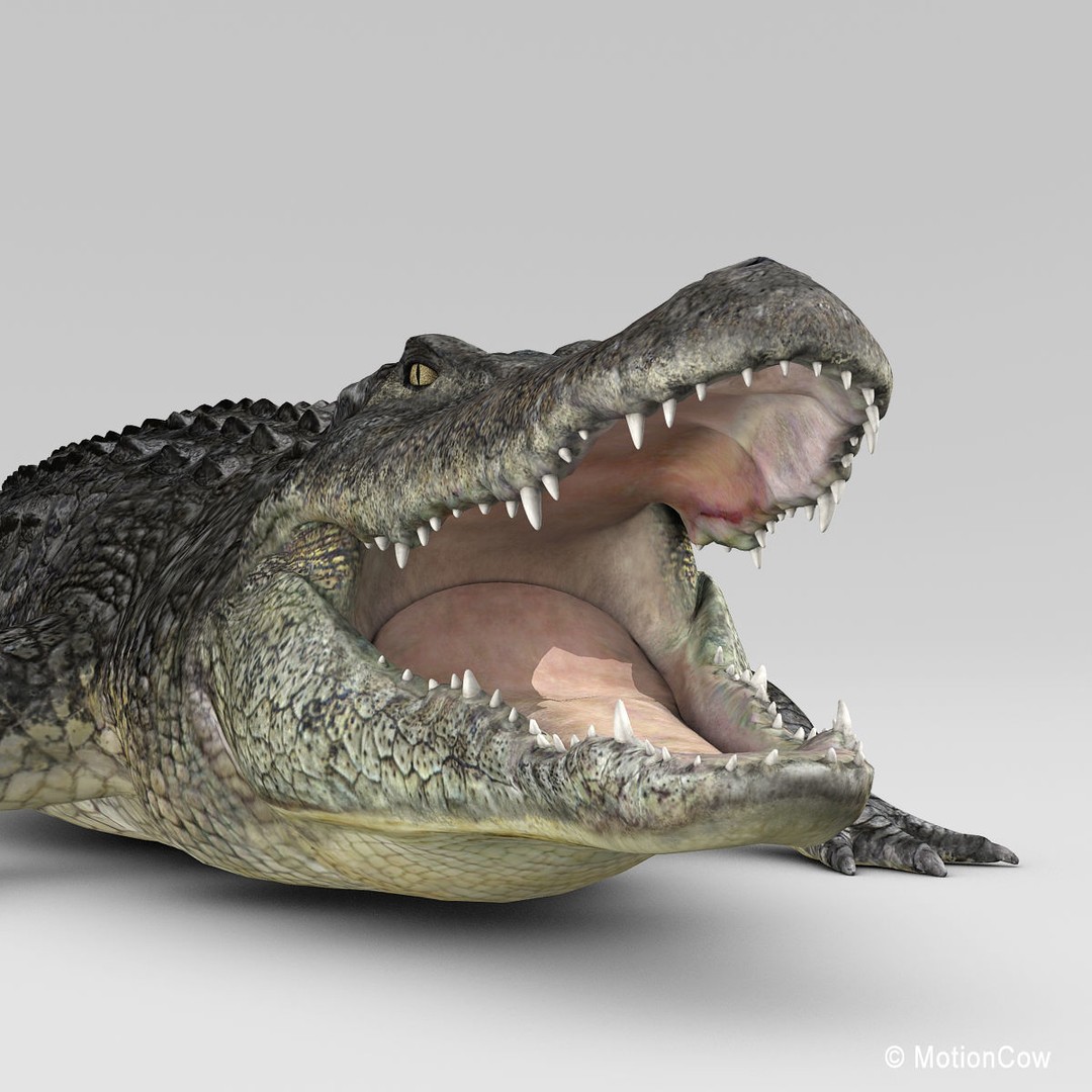 Alligator 3D Model – Realistic Rigged Asset, FBX, Game Ready - View 11