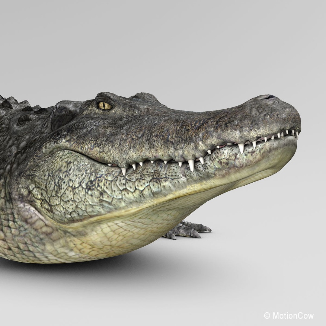 Alligator 3D Model – Realistic Rigged Asset, FBX, Game Ready - View 12
