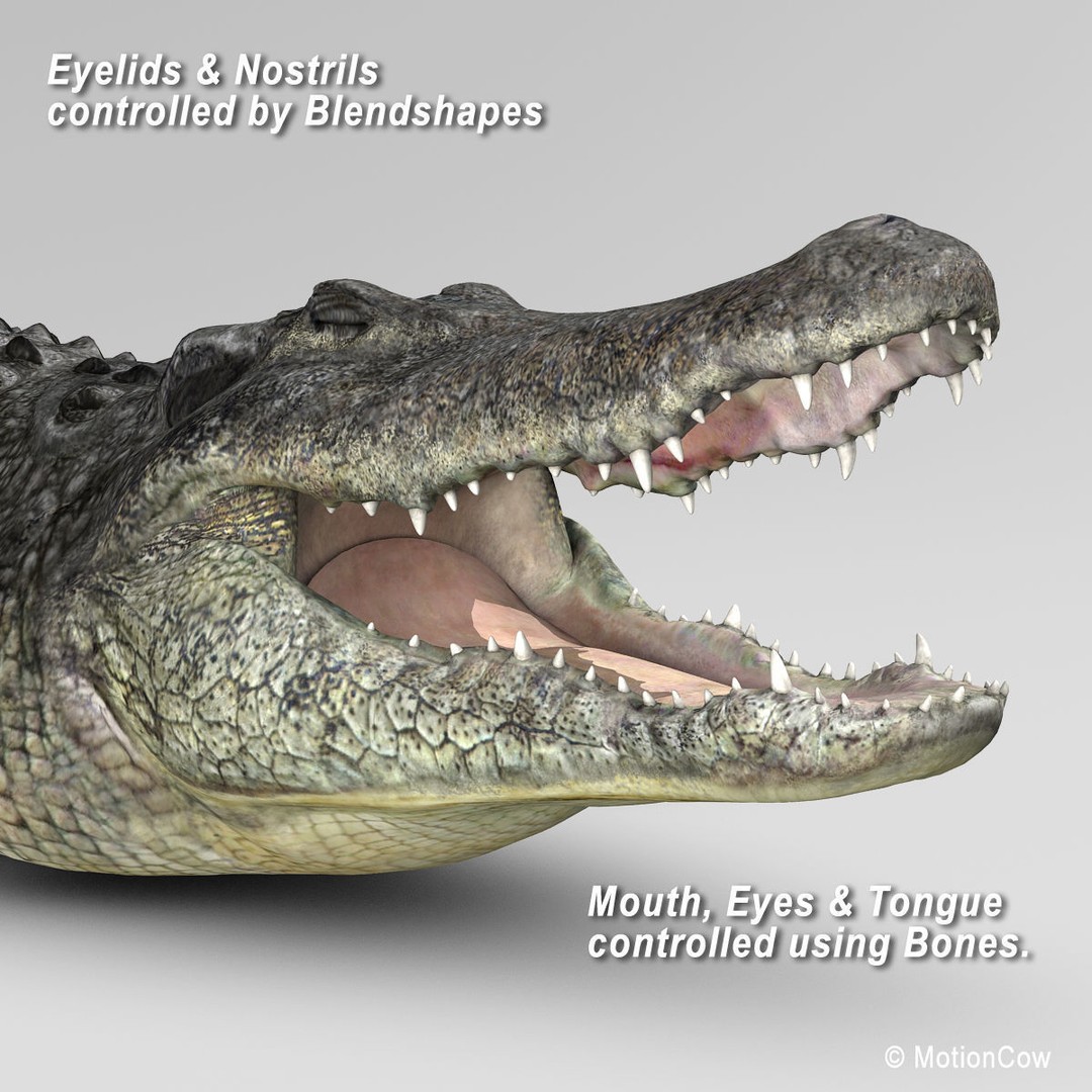 Alligator 3D Model – Realistic Rigged Asset, FBX, Game Ready - View 13