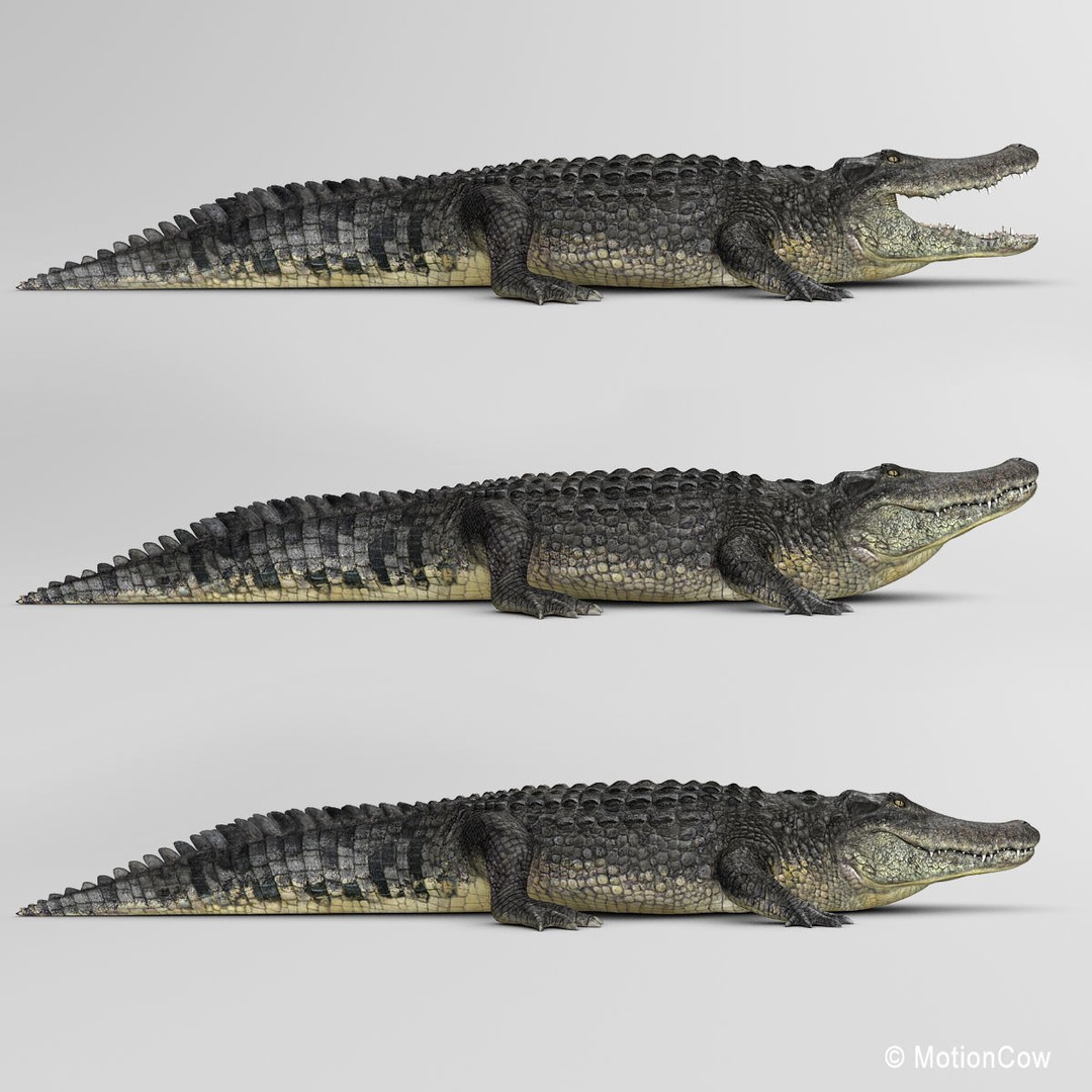 Alligator 3D Model – Realistic Rigged Asset, FBX, Game Ready - View 14