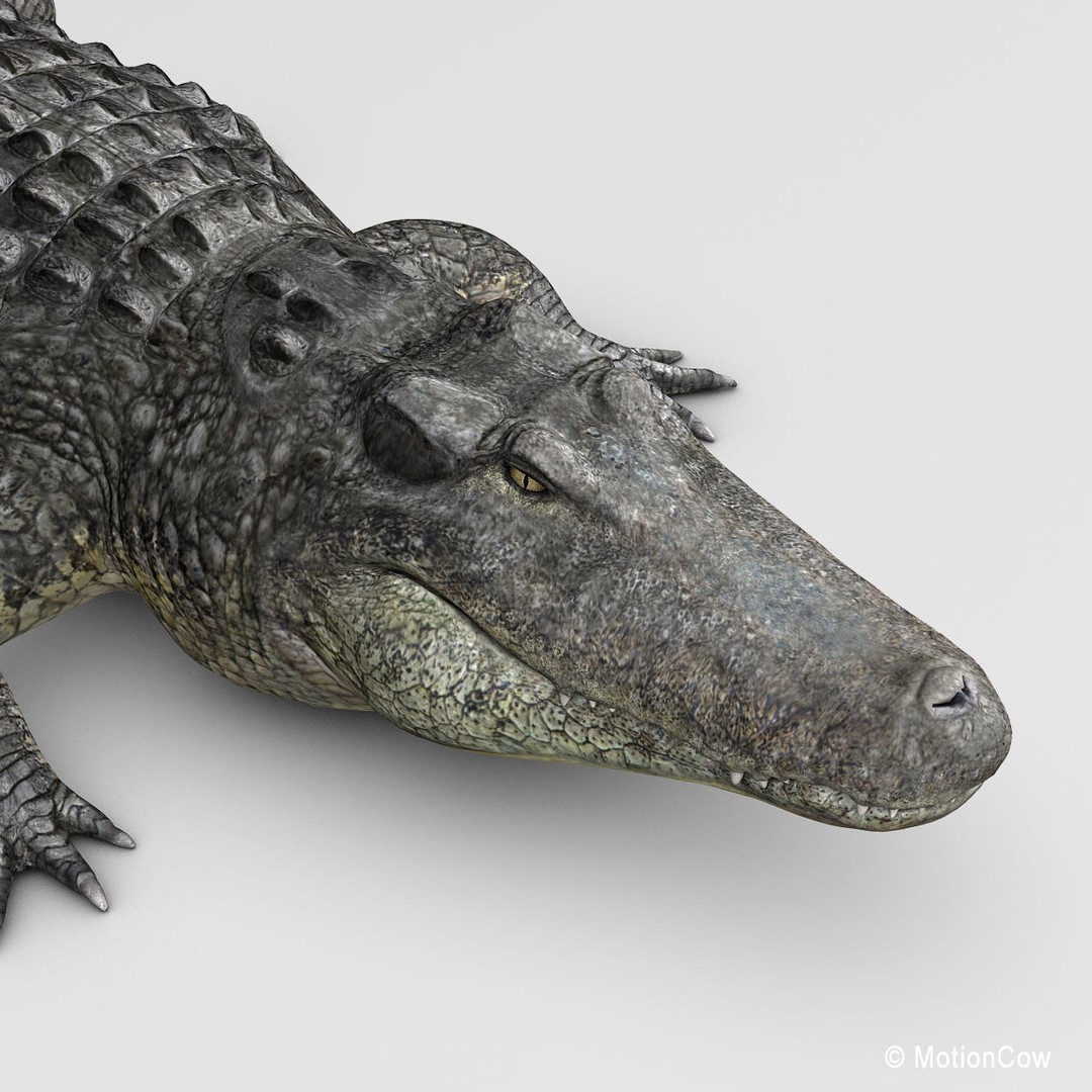 Alligator 3D Model – Realistic Rigged Asset, FBX, Game Ready - View 15
