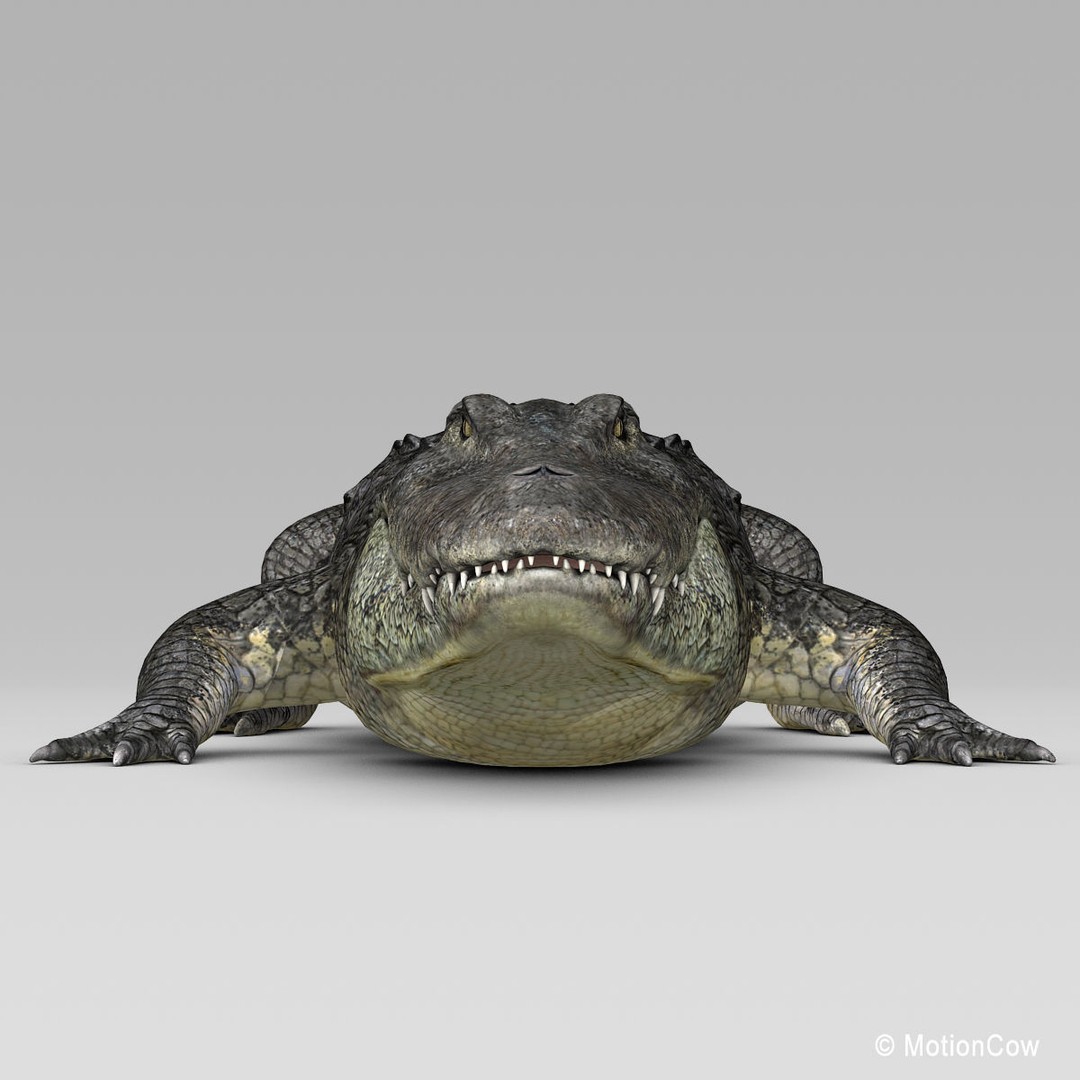 Alligator 3D Model – Realistic Rigged Asset, FBX, Game Ready - View 16