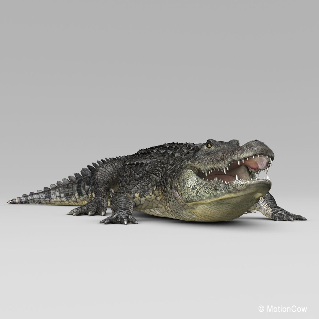 Alligator 3D Model – Realistic Rigged Asset, FBX, Game Ready - View 17