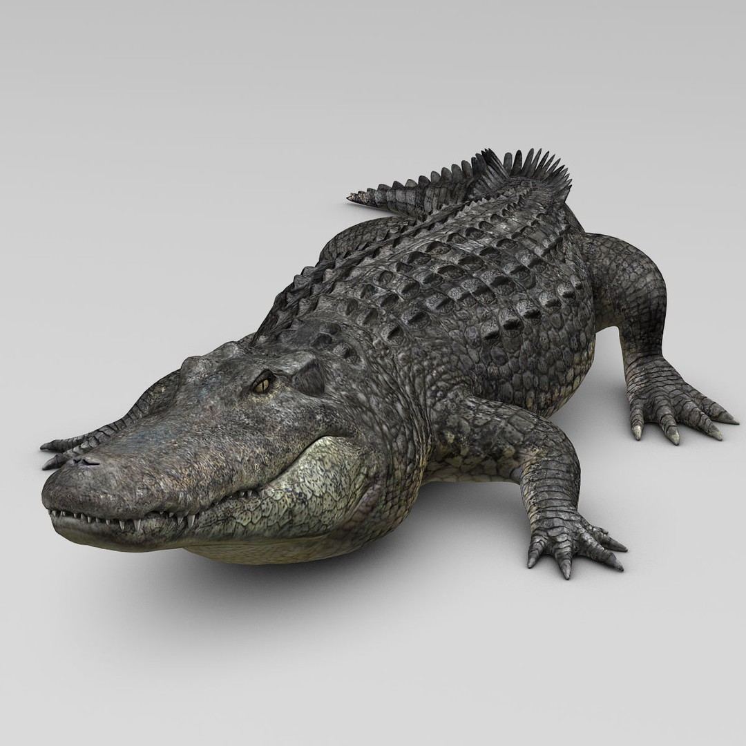 Alligator 3D Model – Realistic Rigged Asset, FBX, Game Ready - View 18
