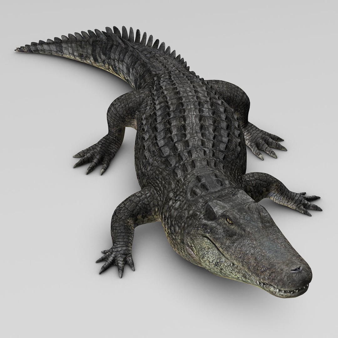 Alligator 3D Model – Realistic Rigged Asset, FBX, Game Ready - View 19