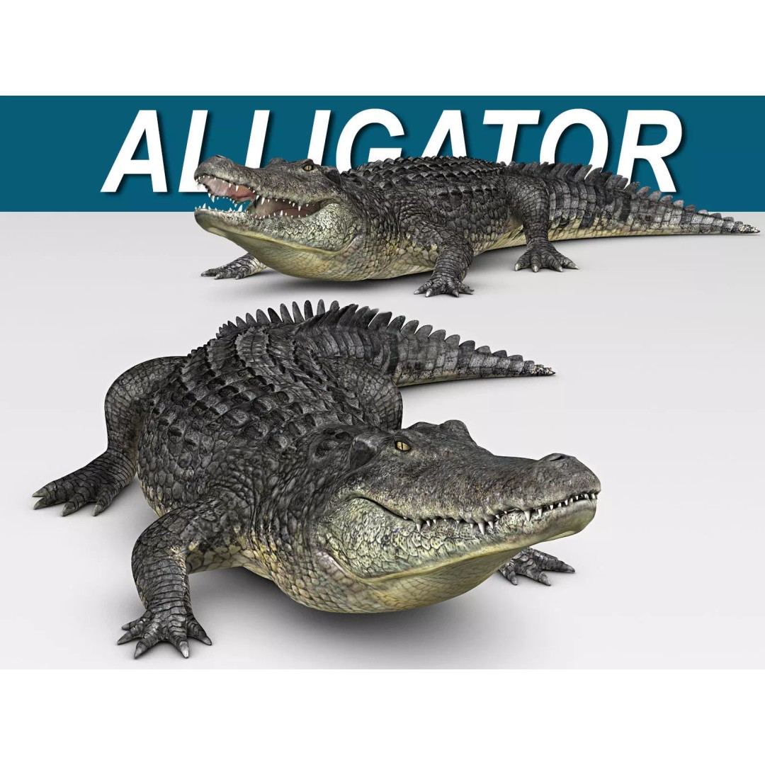 Alligator 3D Model – Realistic Rigged Asset, FBX, Game Ready - View 2