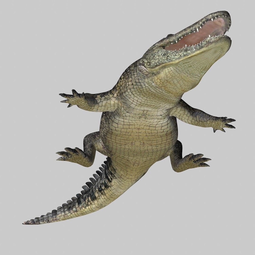 Alligator 3D Model – Realistic Rigged Asset, FBX, Game Ready - View 20