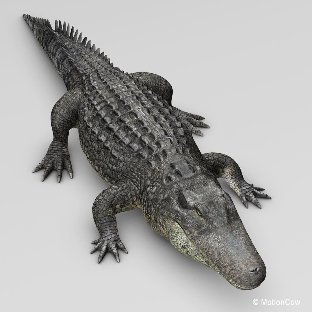 Alligator 3D Model – Realistic Rigged Asset, FBX, Game Ready - View 21