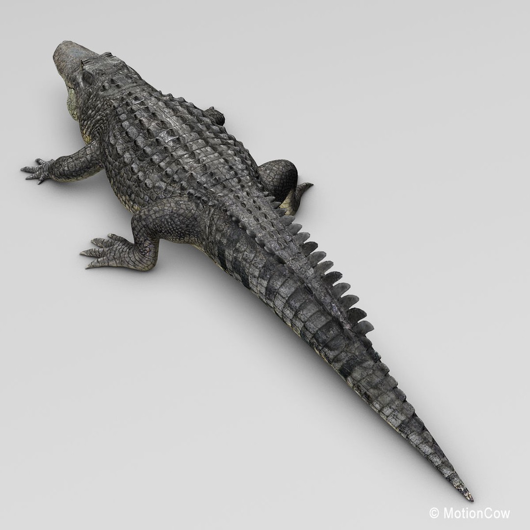 Alligator 3D Model – Realistic Rigged Asset, FBX, Game Ready - View 22