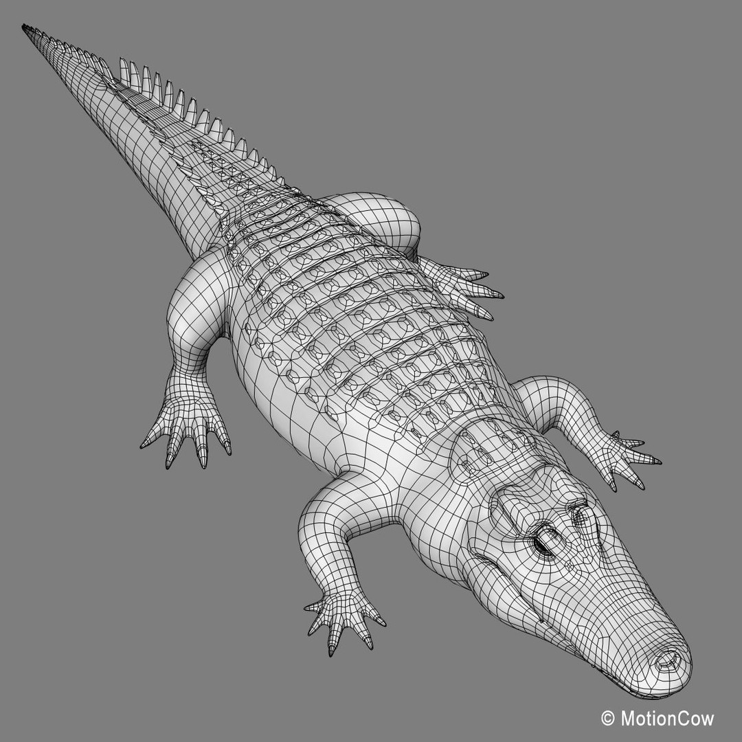 Alligator 3D Model – Realistic Rigged Asset, FBX, Game Ready - View 23