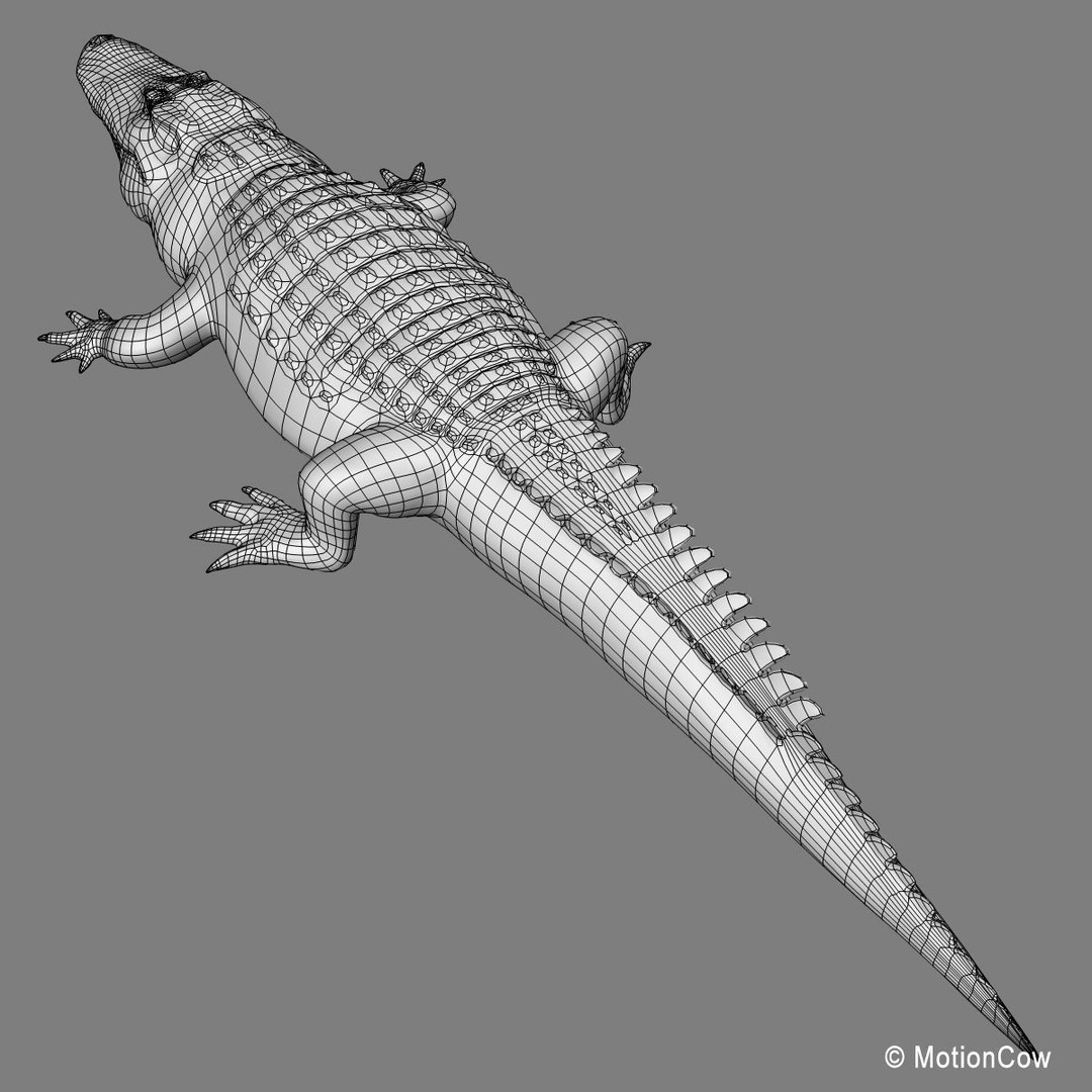 Alligator 3D Model – Realistic Rigged Asset, FBX, Game Ready - View 24