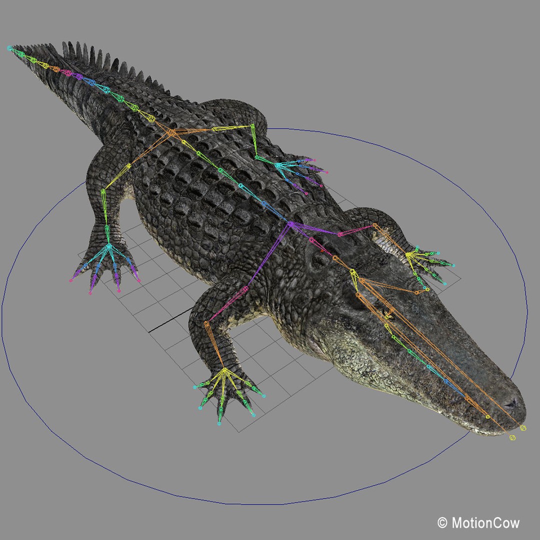 Alligator 3D Model – Realistic Rigged Asset, FBX, Game Ready - View 26