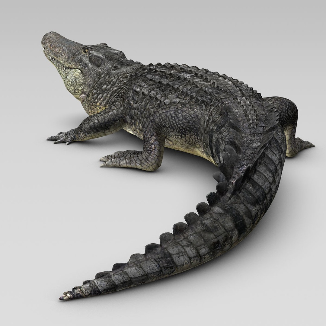 Alligator 3D Model – Realistic Rigged Asset, FBX, Game Ready - View 3