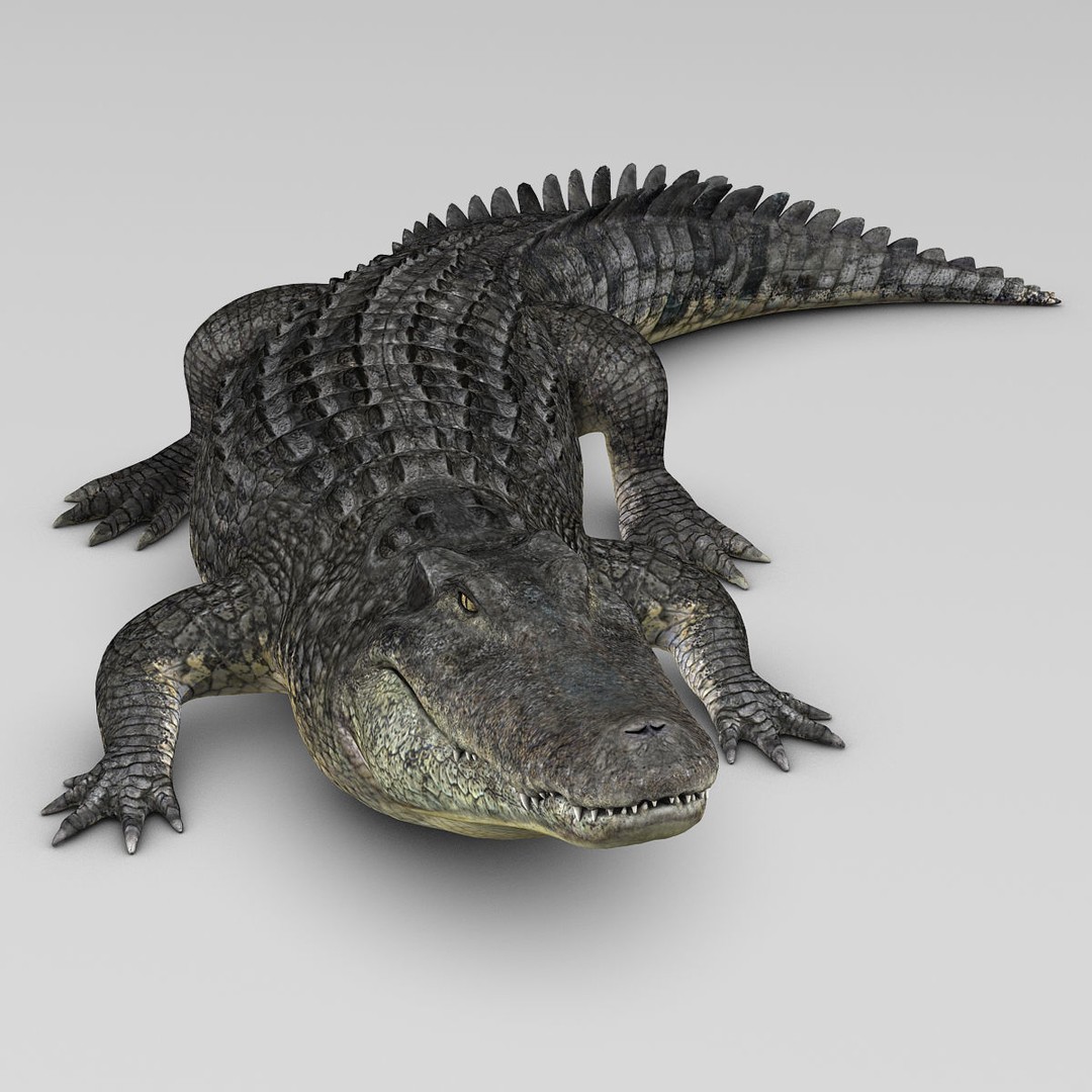 Alligator 3D Model – Realistic Rigged Asset, FBX, Game Ready - View 4