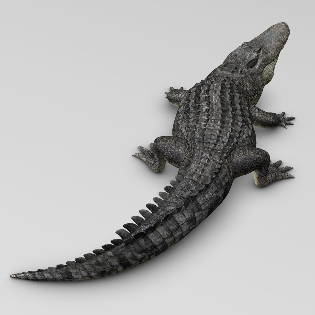 Alligator 3D Model – Realistic Rigged Asset, FBX, Game Ready - View 5