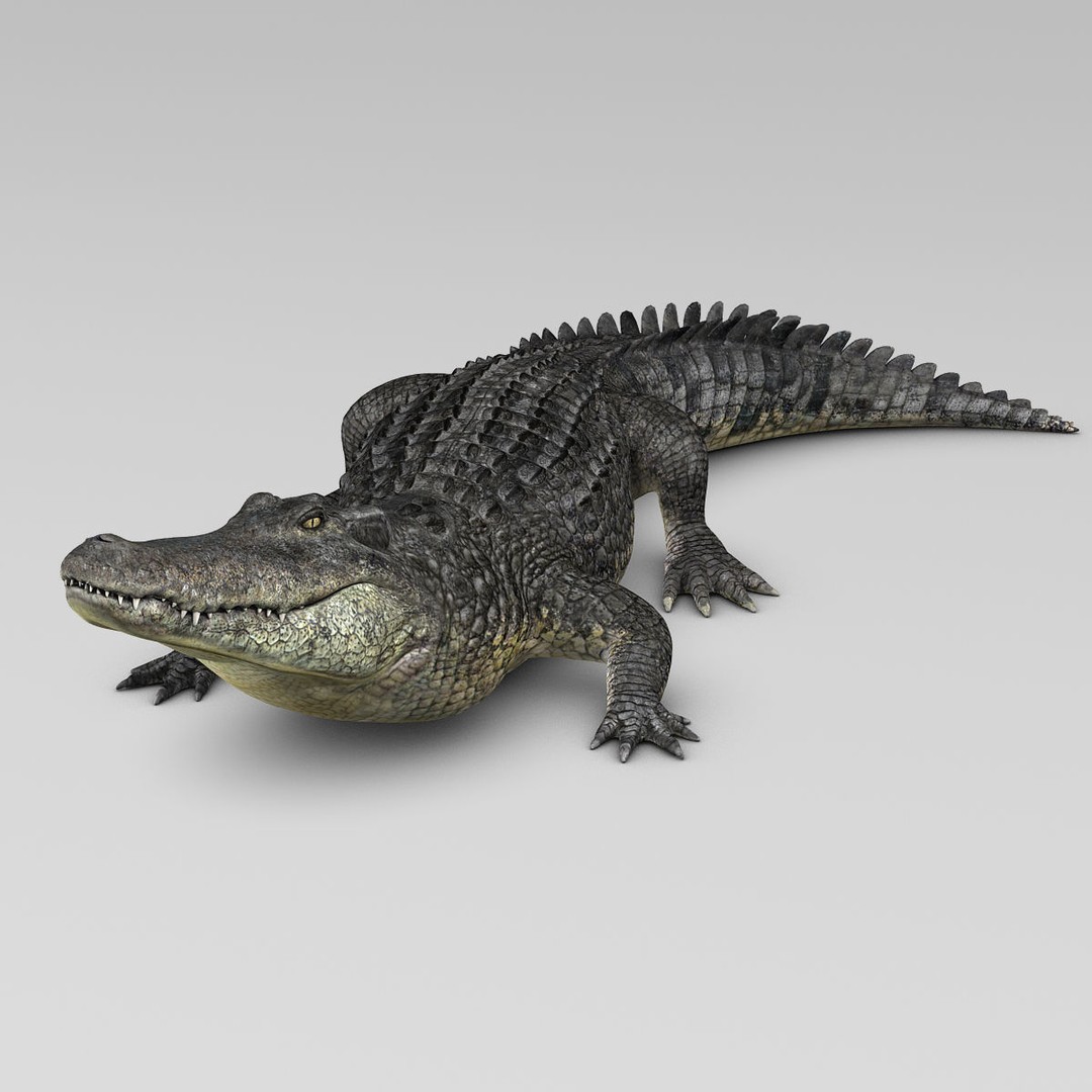 Alligator 3D Model – Realistic Rigged Asset, FBX, Game Ready - View 6