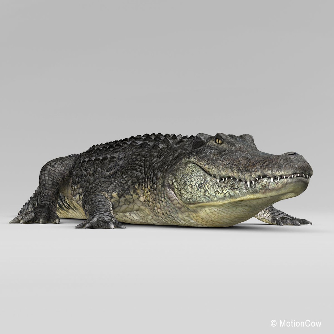 Alligator 3D Model – Realistic Rigged Asset, FBX, Game Ready - View 7