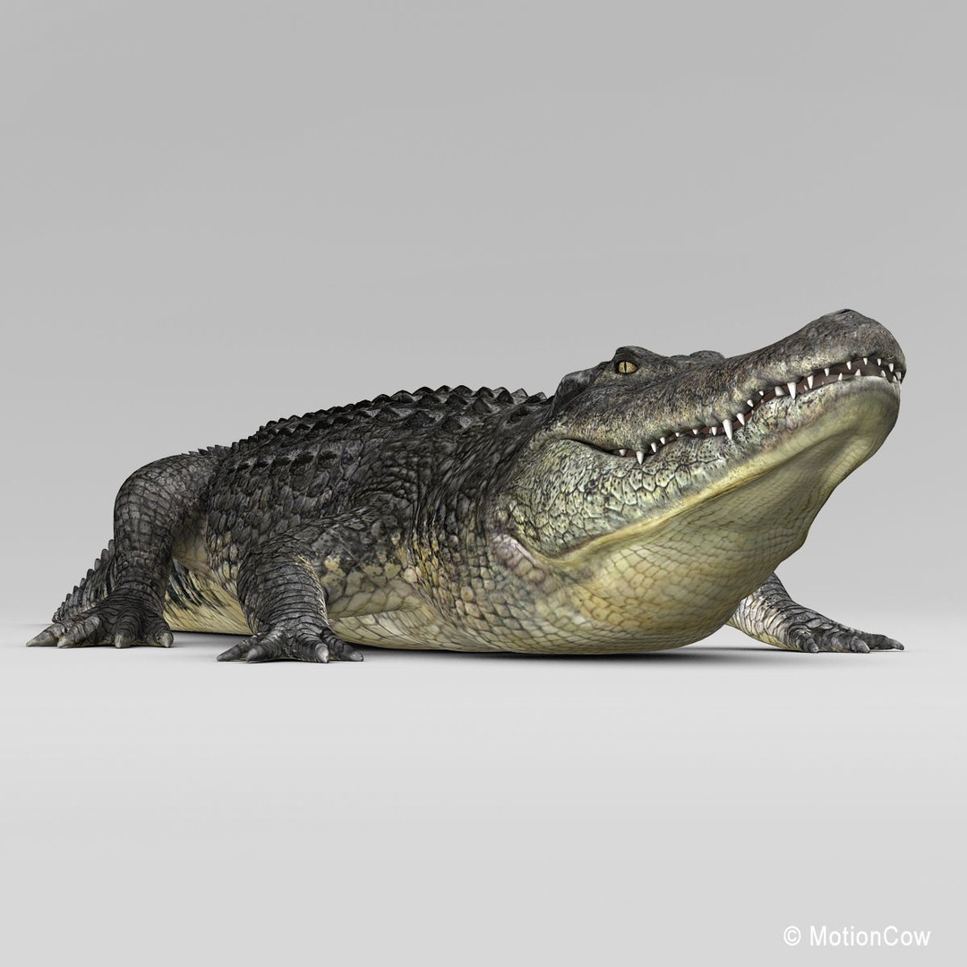 Alligator 3D Model – Realistic Rigged Asset, FBX, Game Ready - View 8