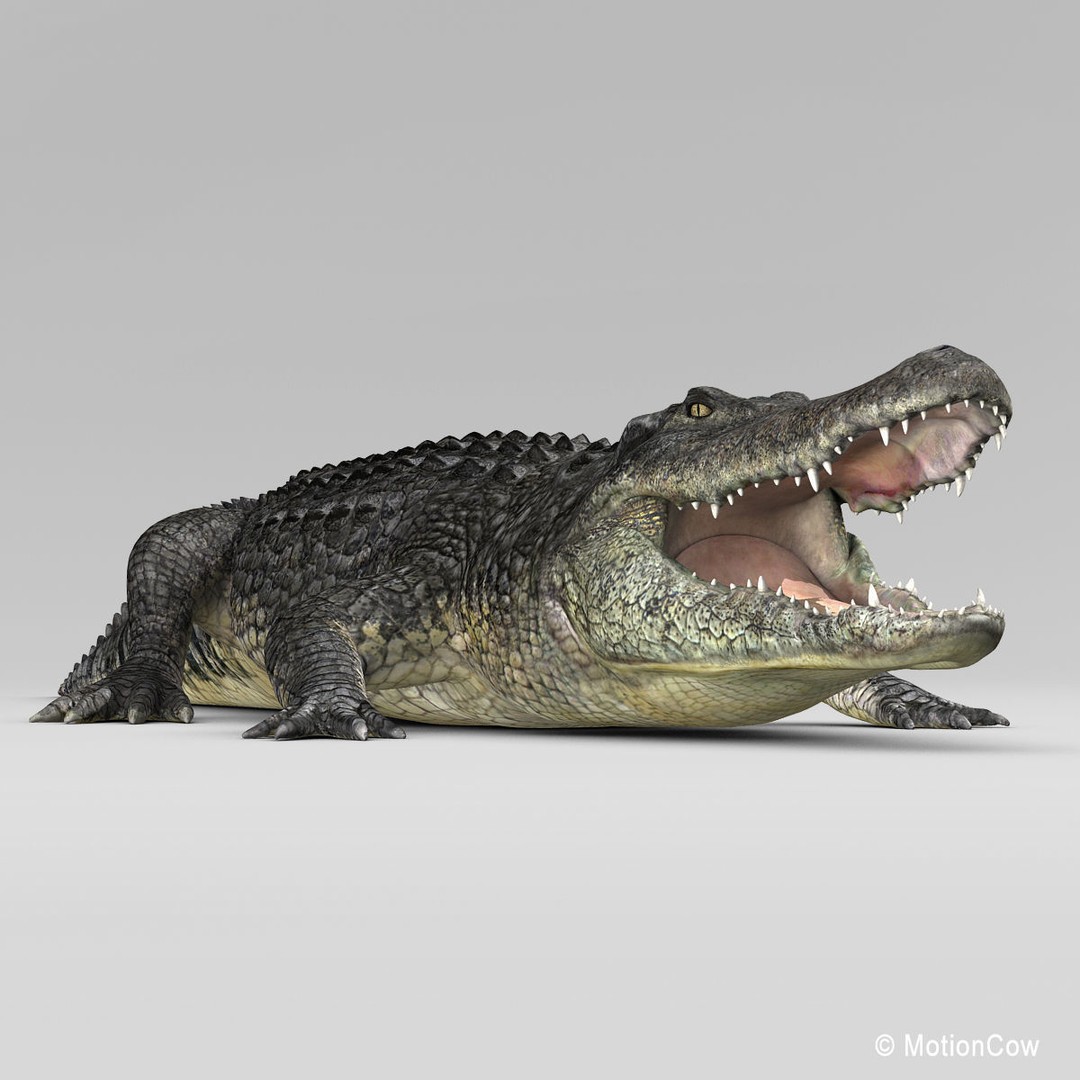 Alligator 3D Model – Realistic Rigged Asset, FBX, Game Ready - View 9