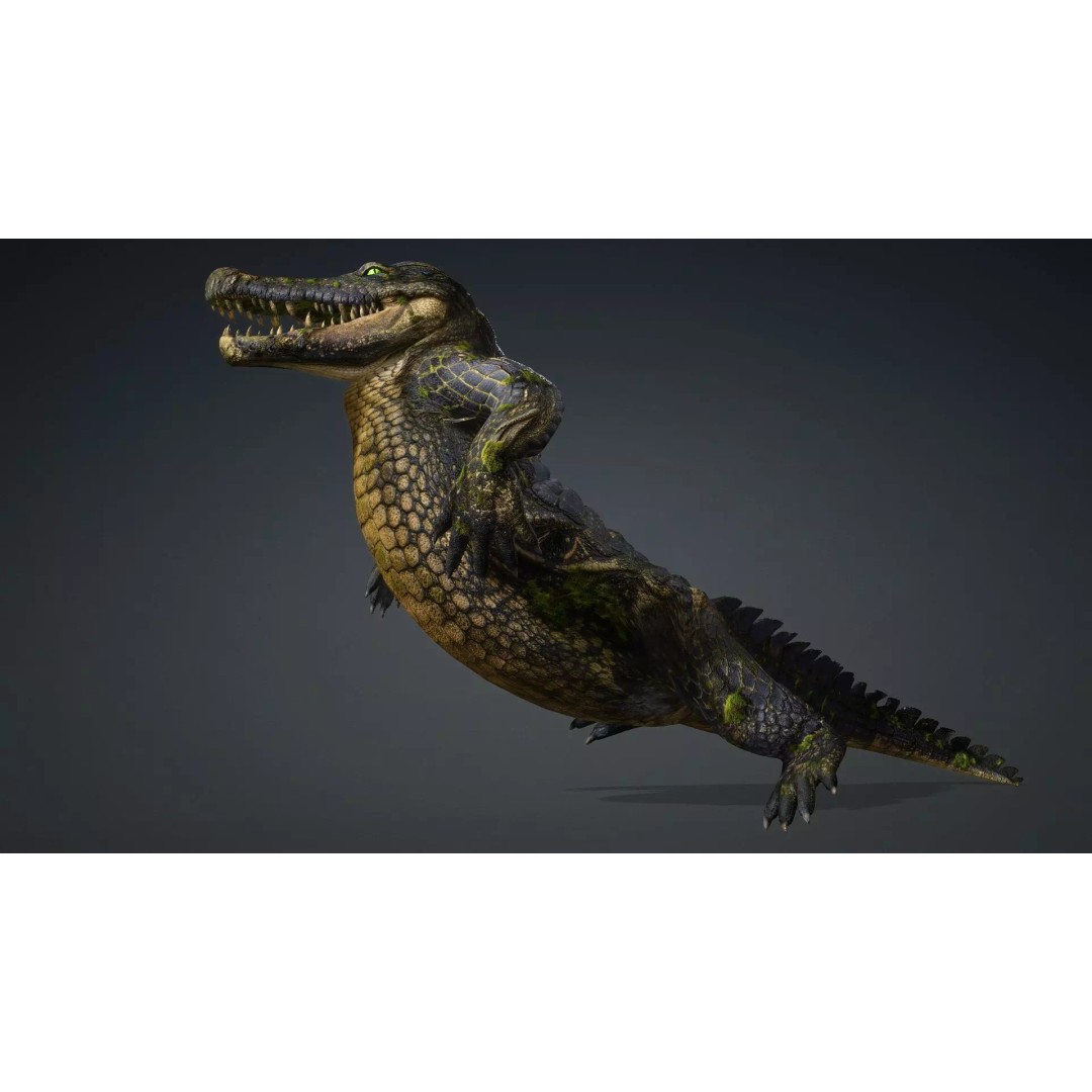 Crocodile 3D Model – Animated Rigged Creature, FBX, Blender - View 10