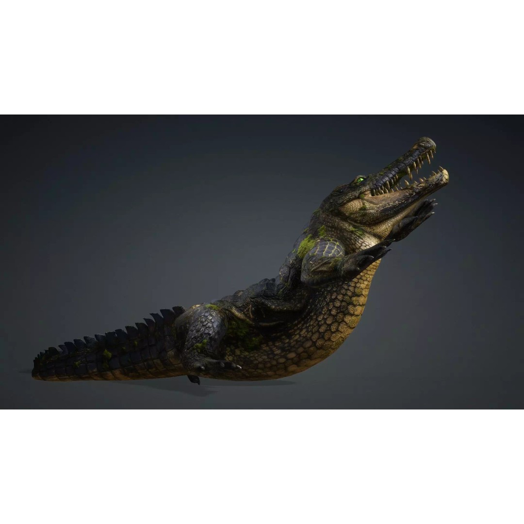 Crocodile 3D Model – Animated Rigged Creature, FBX, Blender - View 11