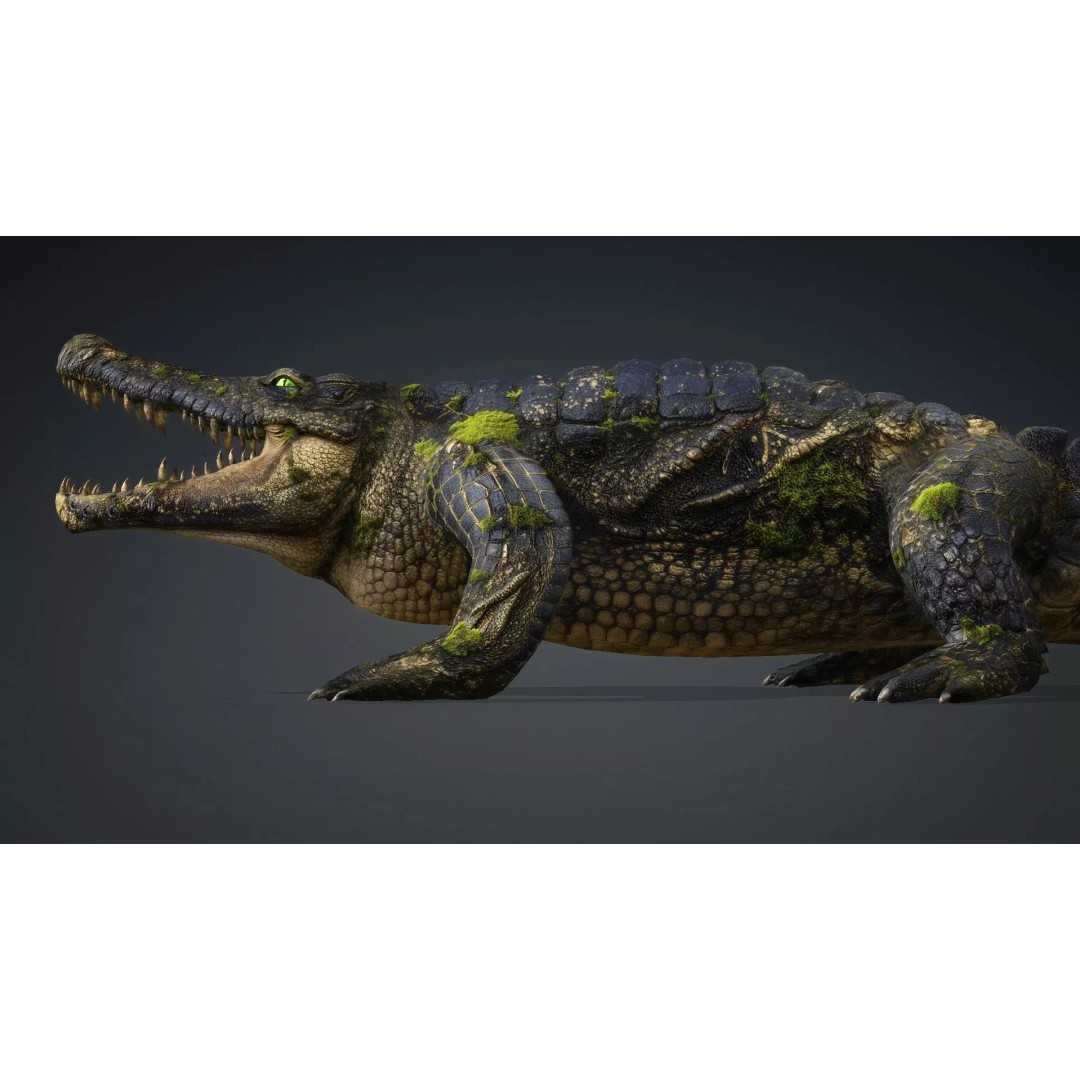 Crocodile 3D Model – Animated Rigged Creature, FBX, Blender - View 13