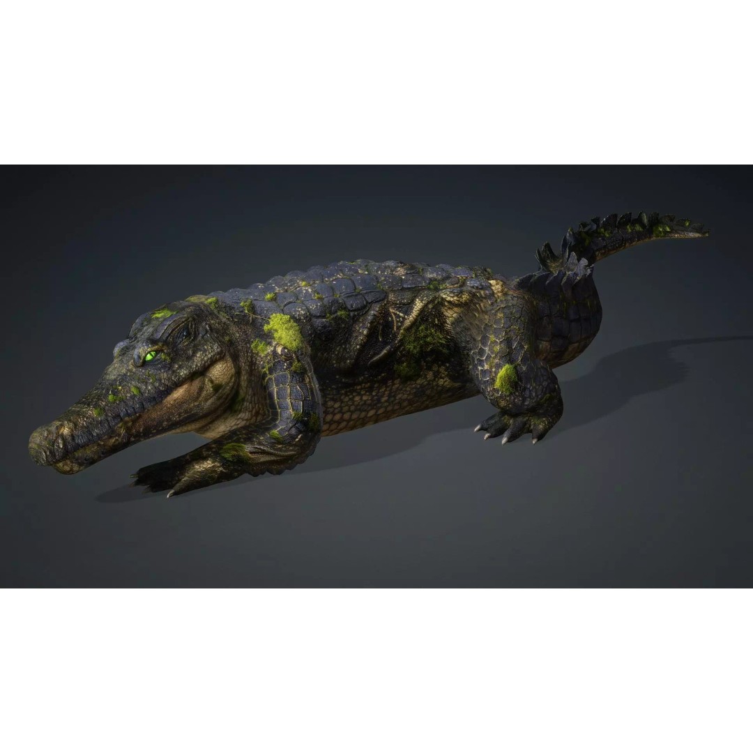 Crocodile 3D Model – Animated Rigged Creature, FBX, Blender - View 14