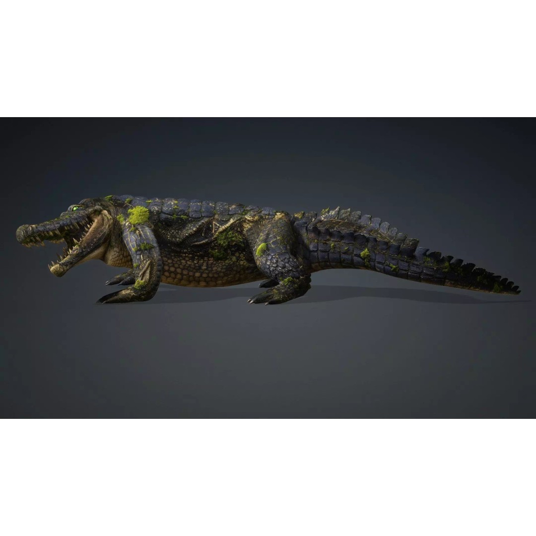Crocodile 3D Model – Animated Rigged Creature, FBX, Blender - View 16