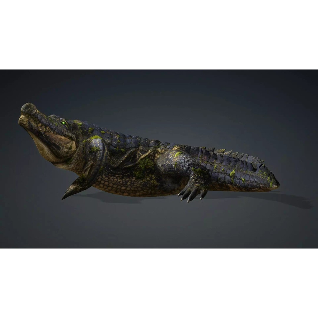 Crocodile 3D Model – Animated Rigged Creature, FBX, Blender - View 17