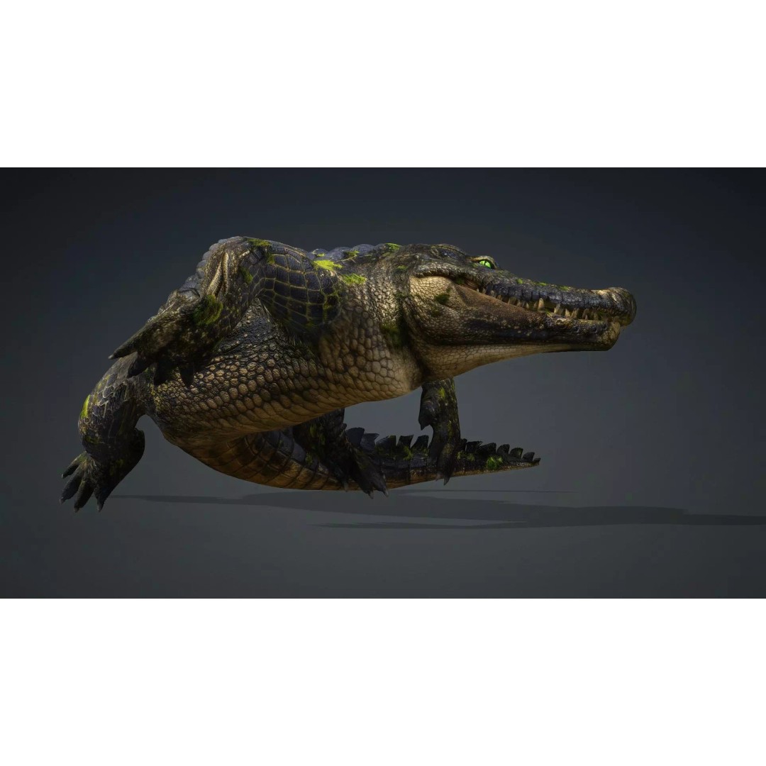 Crocodile 3D Model – Animated Rigged Creature, FBX, Blender - View 18