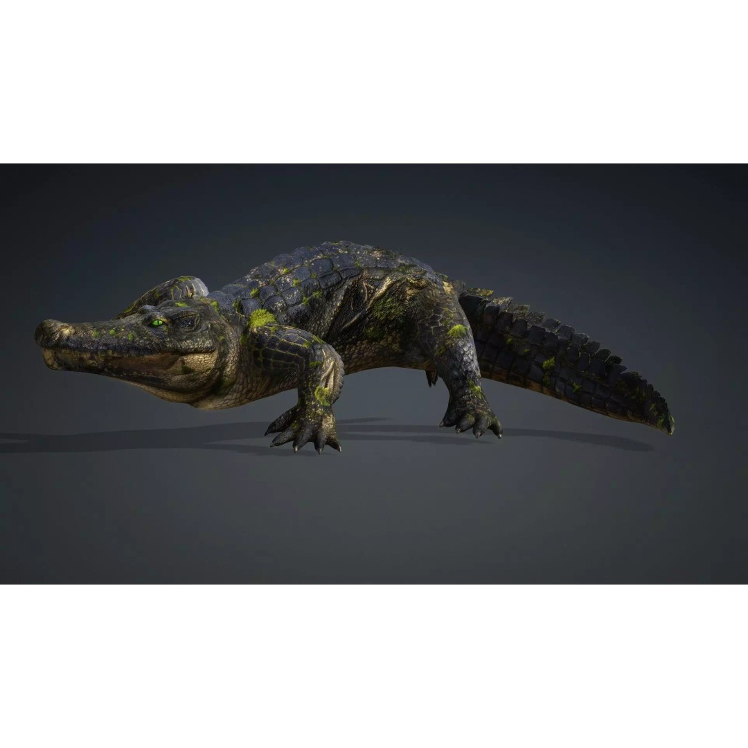 Crocodile 3D Model – Animated Rigged Creature, FBX, Blender - View 19