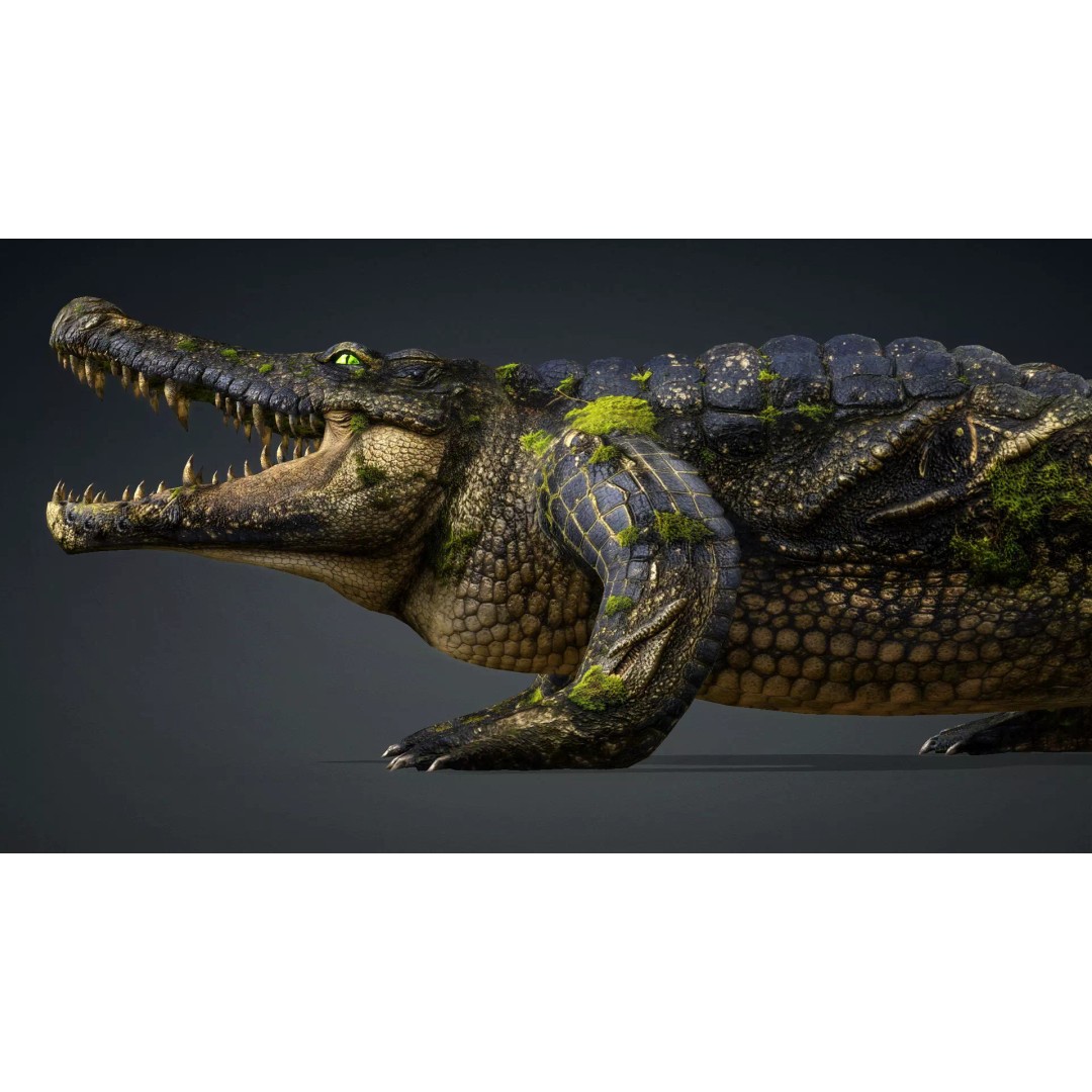 Crocodile 3D Model – Animated Rigged Creature, FBX, Blender - View 4