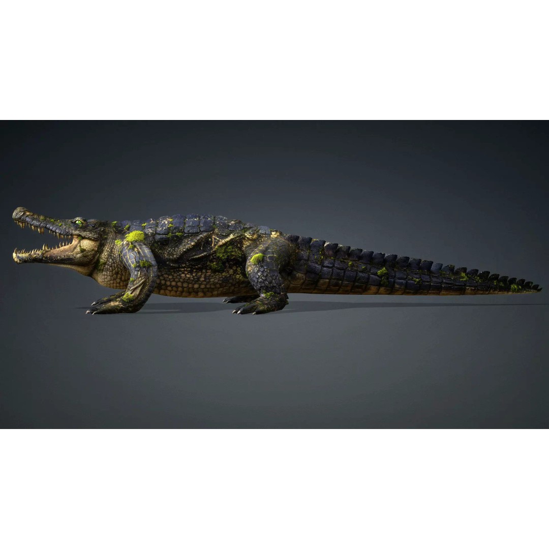 Crocodile 3D Model – Animated Rigged Creature, FBX, Blender - View 5