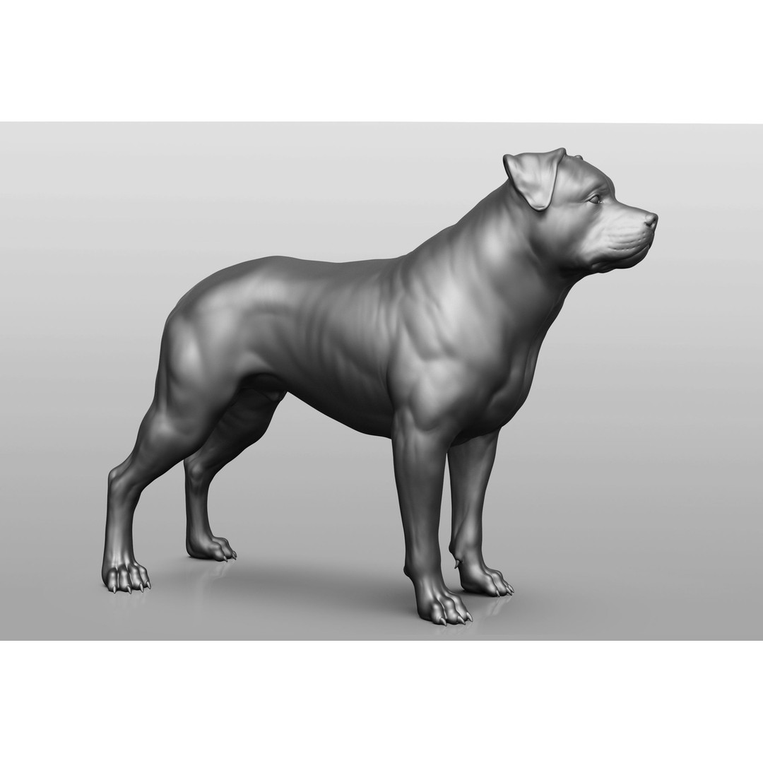 Dog Breed Collection 3D Model – Realistic Animal Pack, OBJ & ZTL - View 17