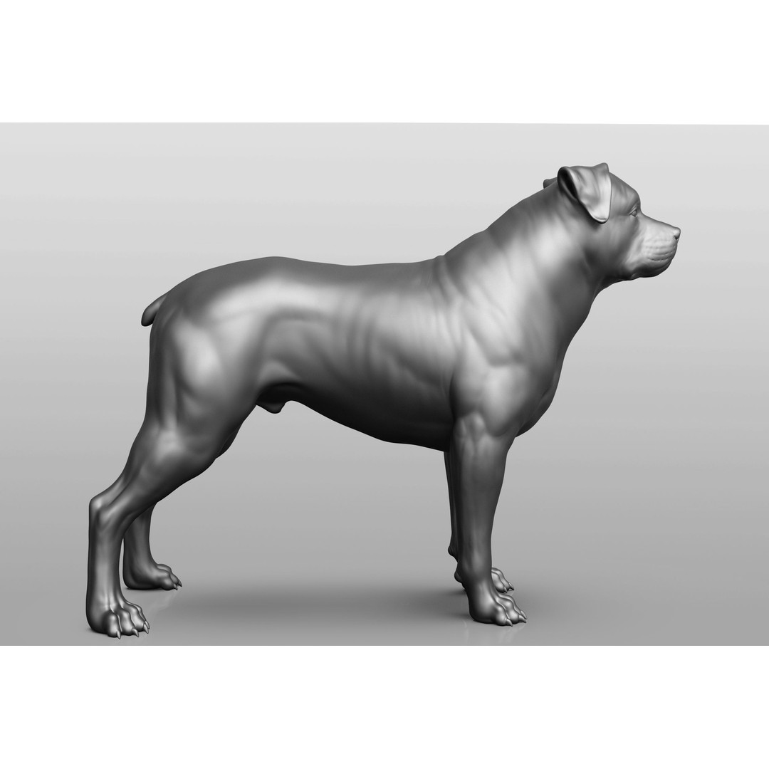 Dog Breed Collection 3D Model – Realistic Animal Pack, OBJ & ZTL - View 18