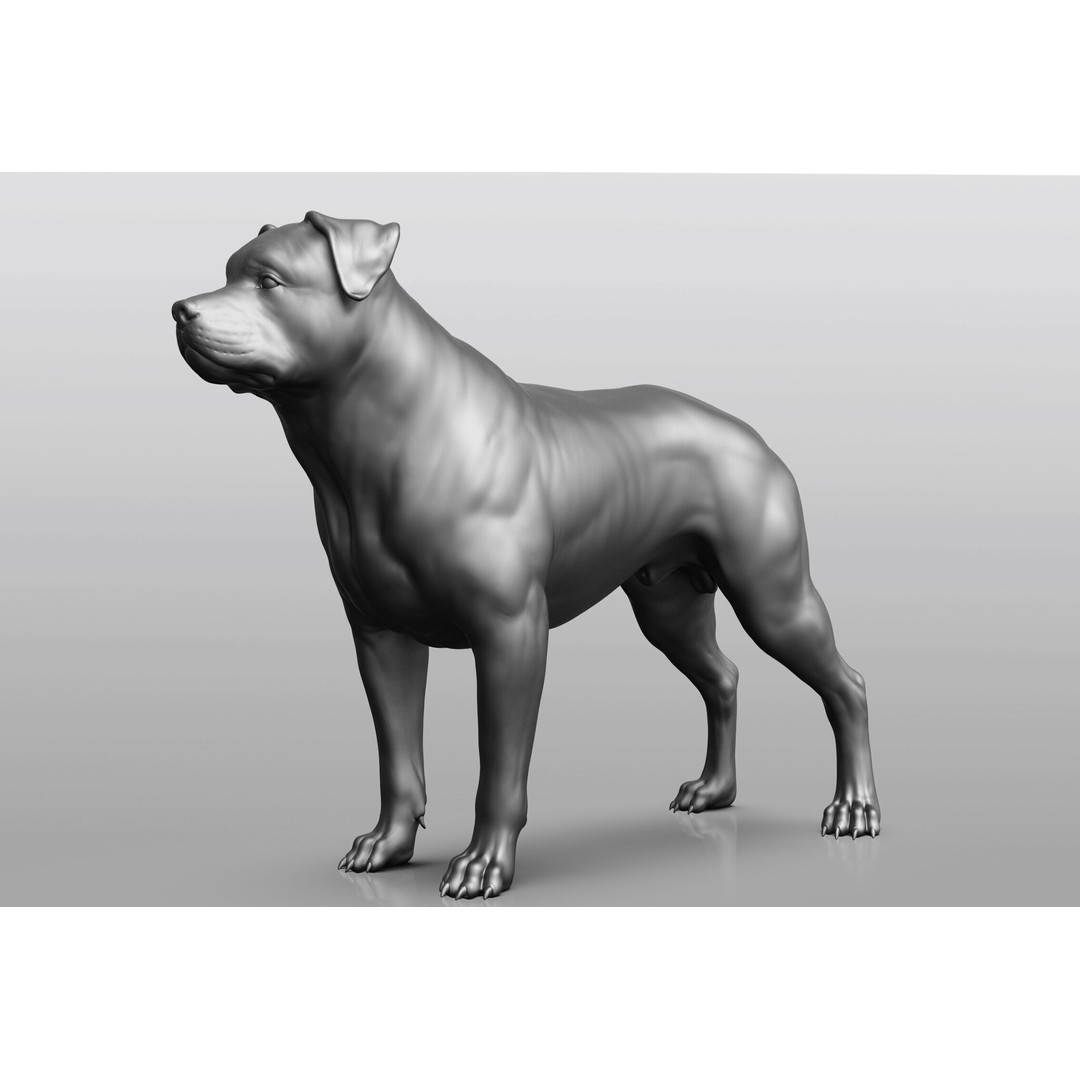 Dog Breed Collection 3D Model – Realistic Animal Pack, OBJ & ZTL - View 21