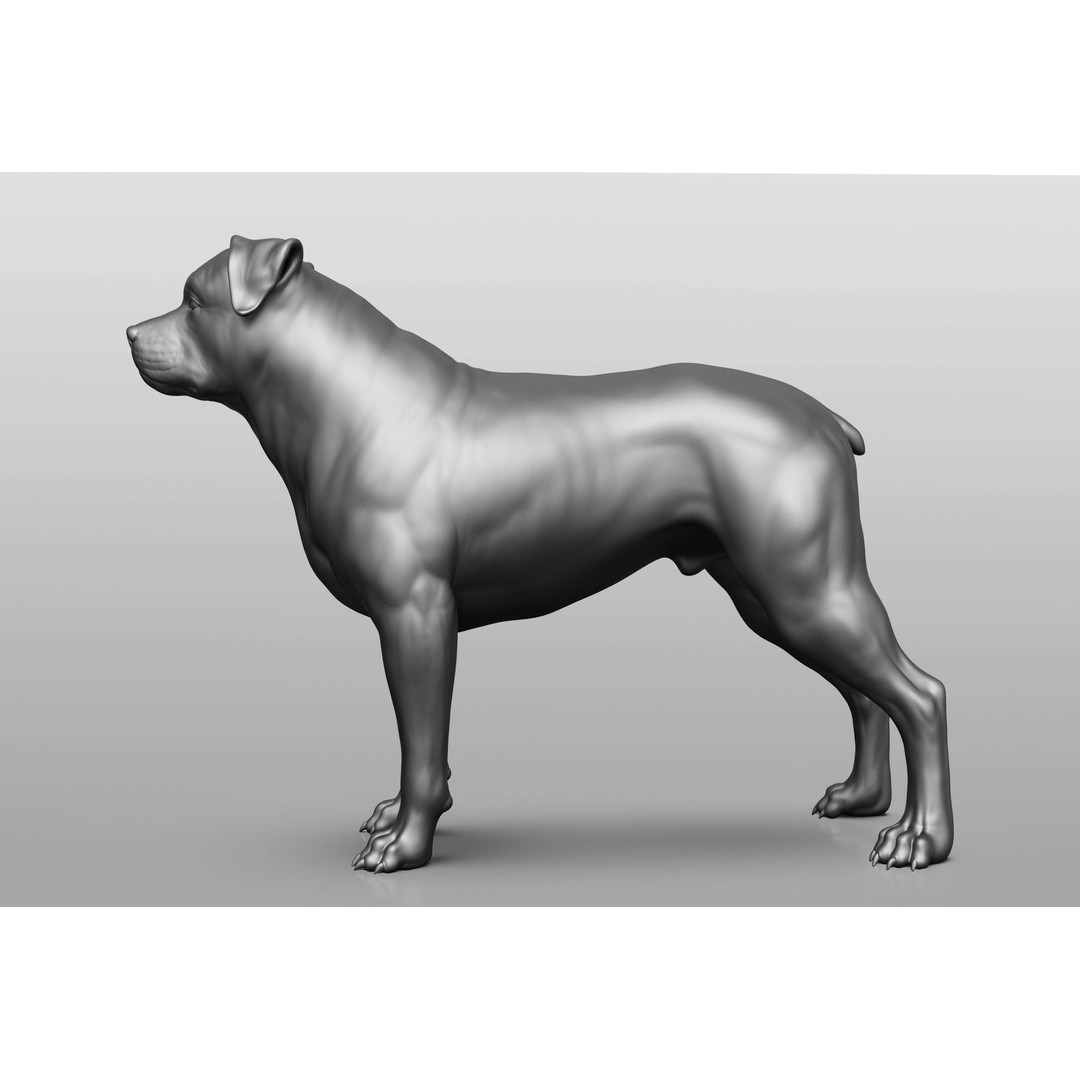 Dog Breed Collection 3D Model – Realistic Animal Pack, OBJ & ZTL - View 22