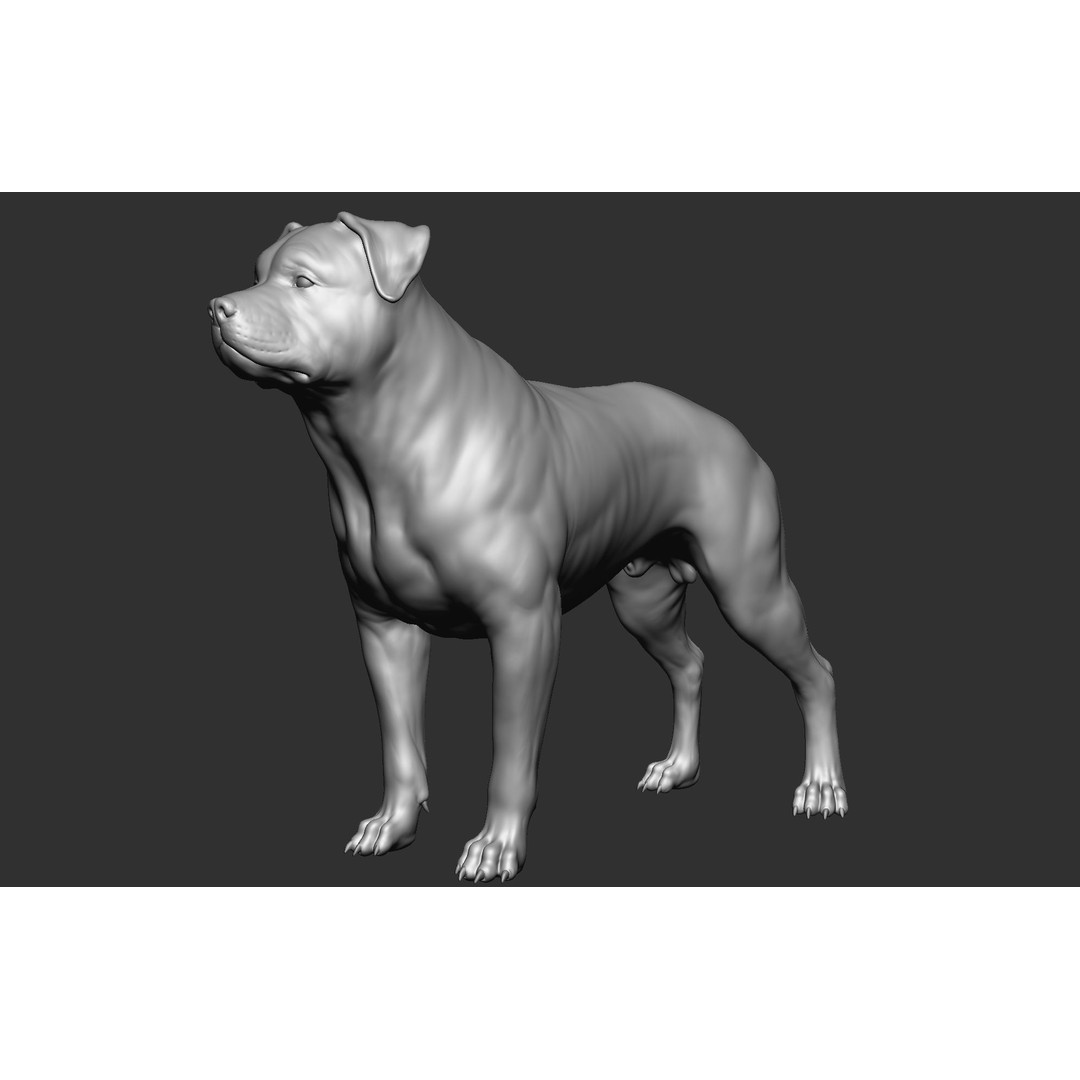 Dog Breed Collection 3D Model – Realistic Animal Pack, OBJ & ZTL - View 23