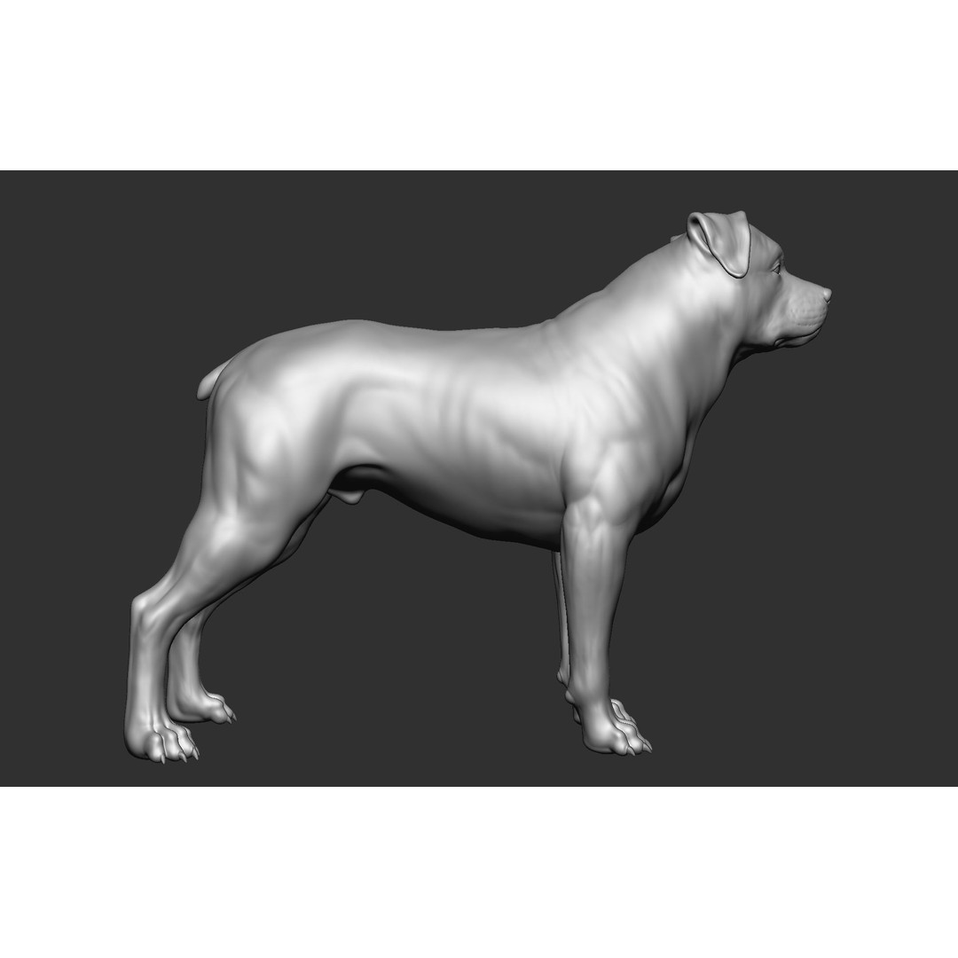 Dog Breed Collection 3D Model – Realistic Animal Pack, OBJ & ZTL - View 25