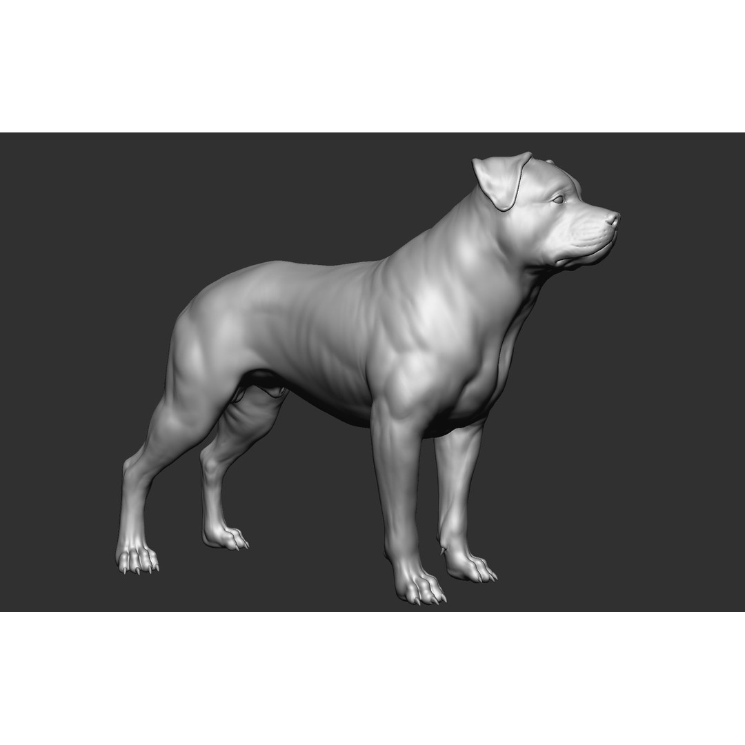 Dog Breed Collection 3D Model – Realistic Animal Pack, OBJ & ZTL - View 26