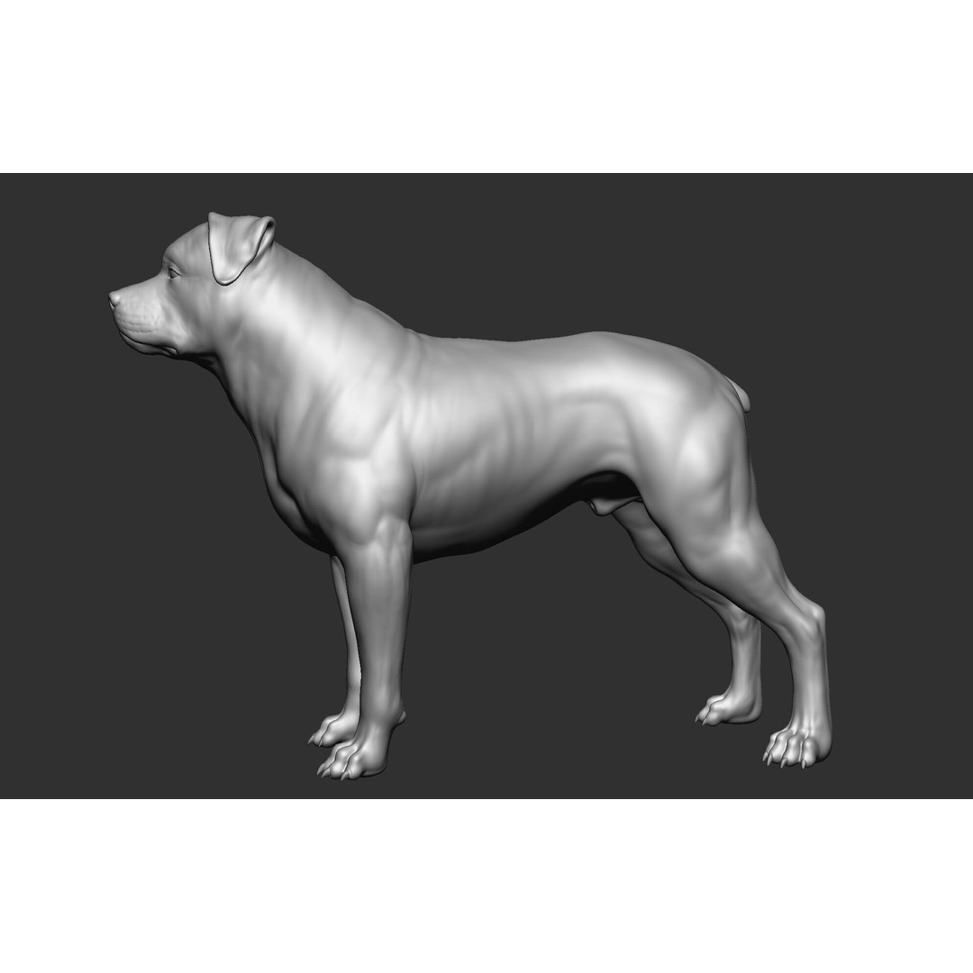 Dog Breed Collection 3D Model – Realistic Animal Pack, OBJ & ZTL - View 27