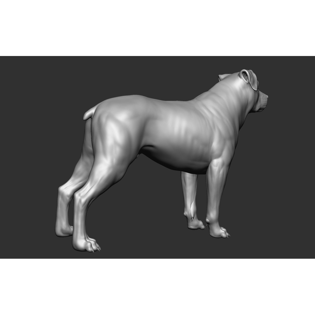 Dog Breed Collection 3D Model – Realistic Animal Pack, OBJ & ZTL - View 29