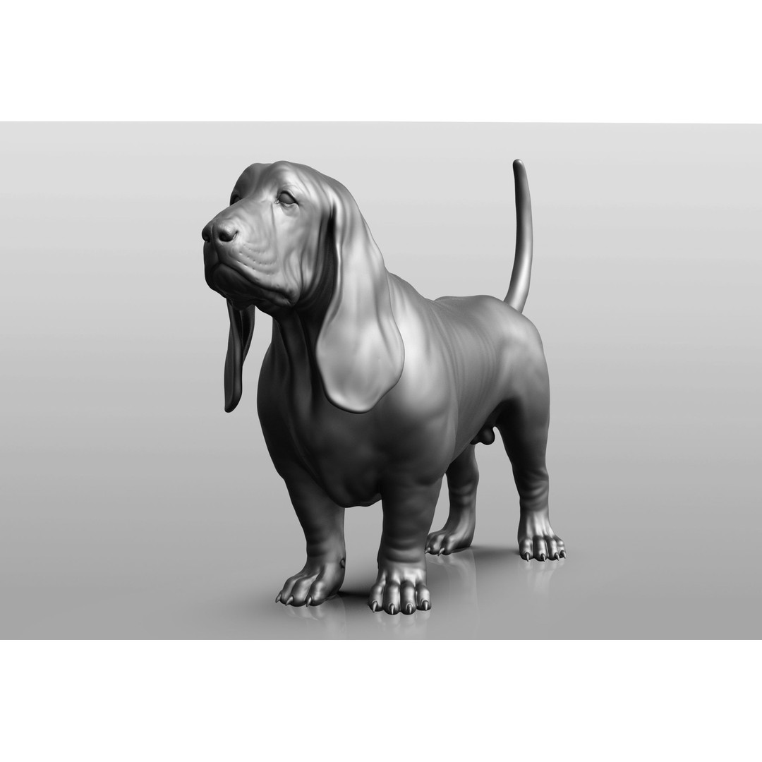 Dog Breed Collection 3D Model – Realistic Animal Pack, OBJ & ZTL - View 30