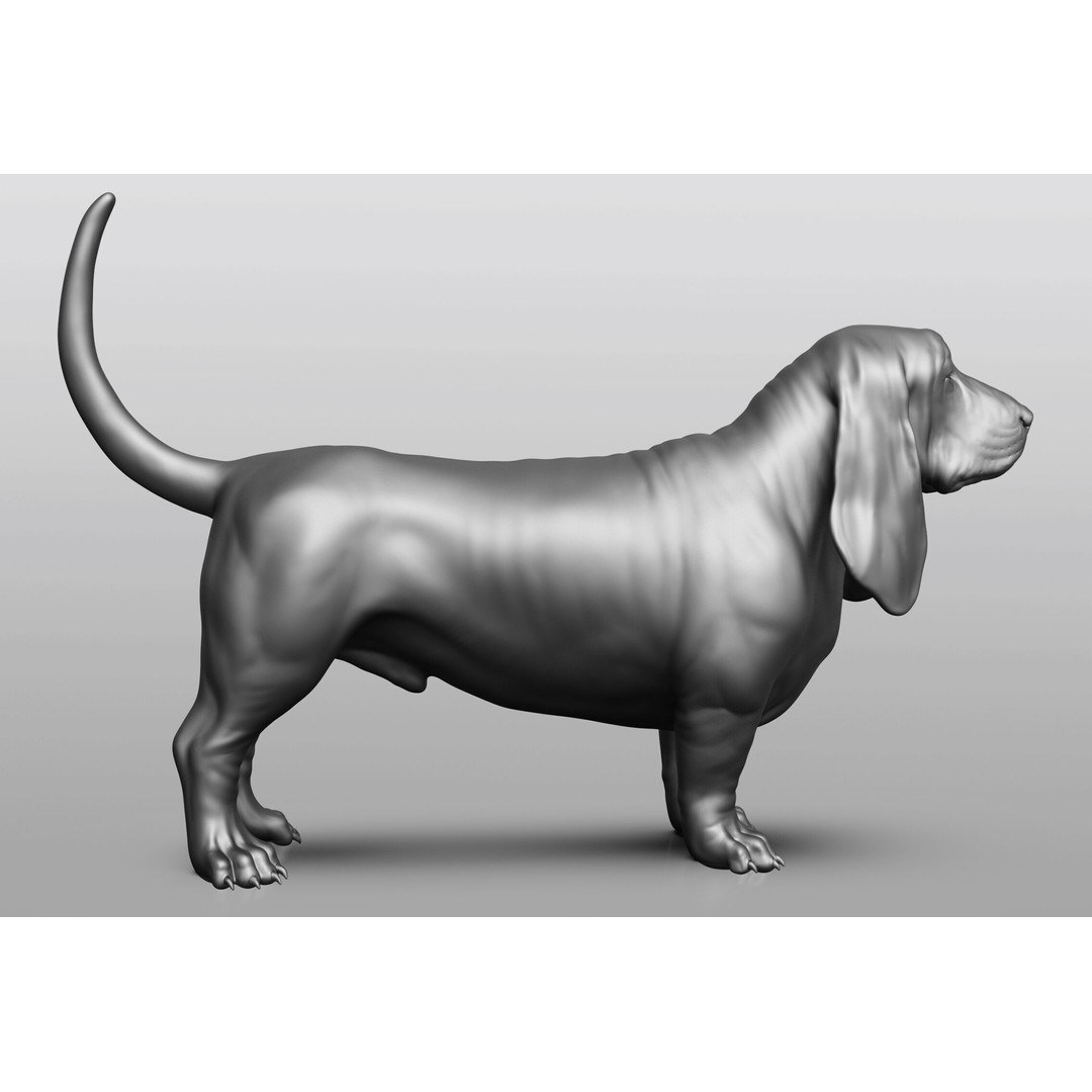Dog Breed Collection 3D Model – Realistic Animal Pack, OBJ & ZTL - View 31