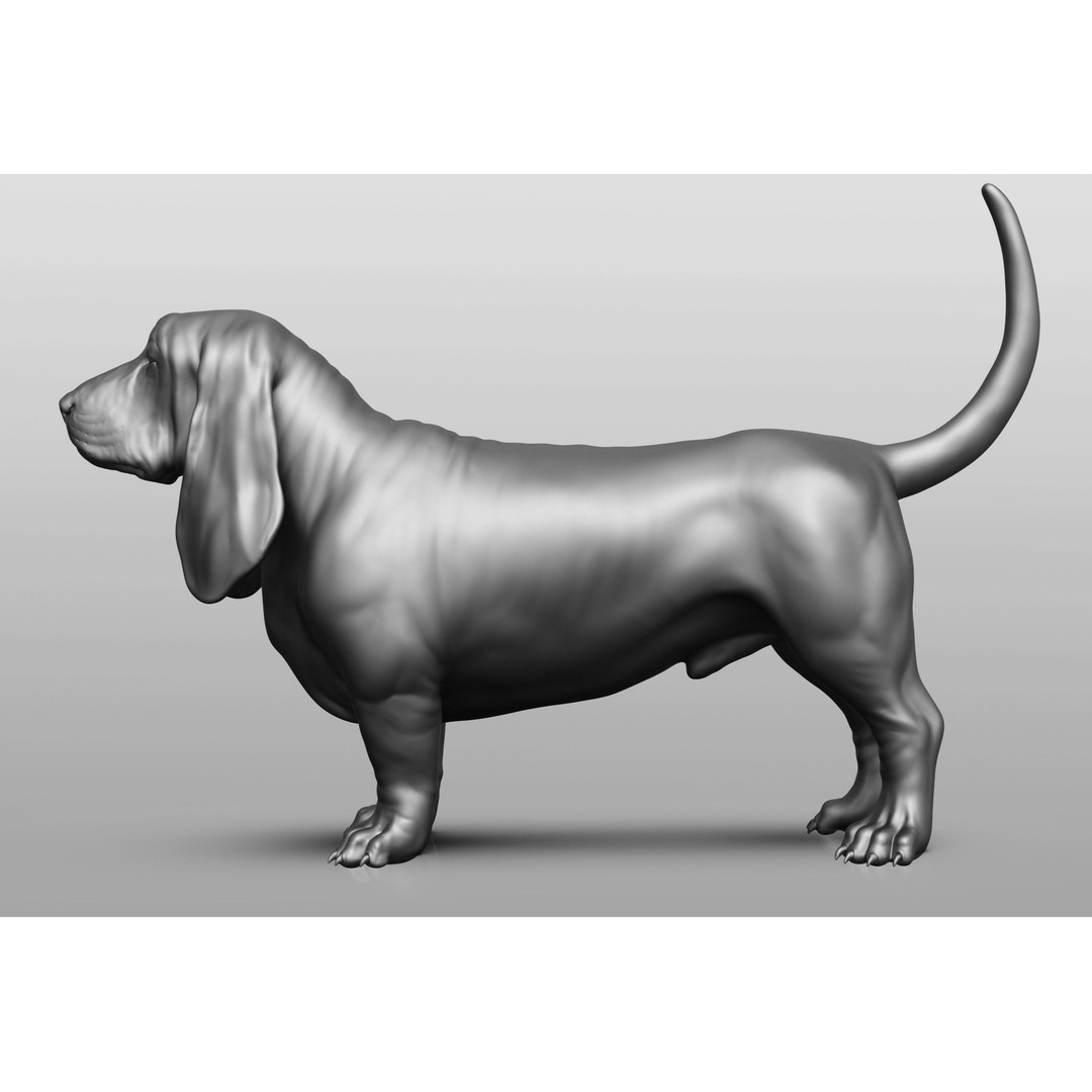 Dog Breed Collection 3D Model – Realistic Animal Pack, OBJ & ZTL - View 32