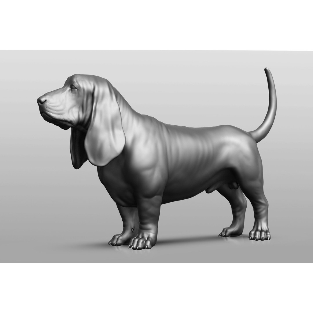 Dog Breed Collection 3D Model – Realistic Animal Pack, OBJ & ZTL - View 33