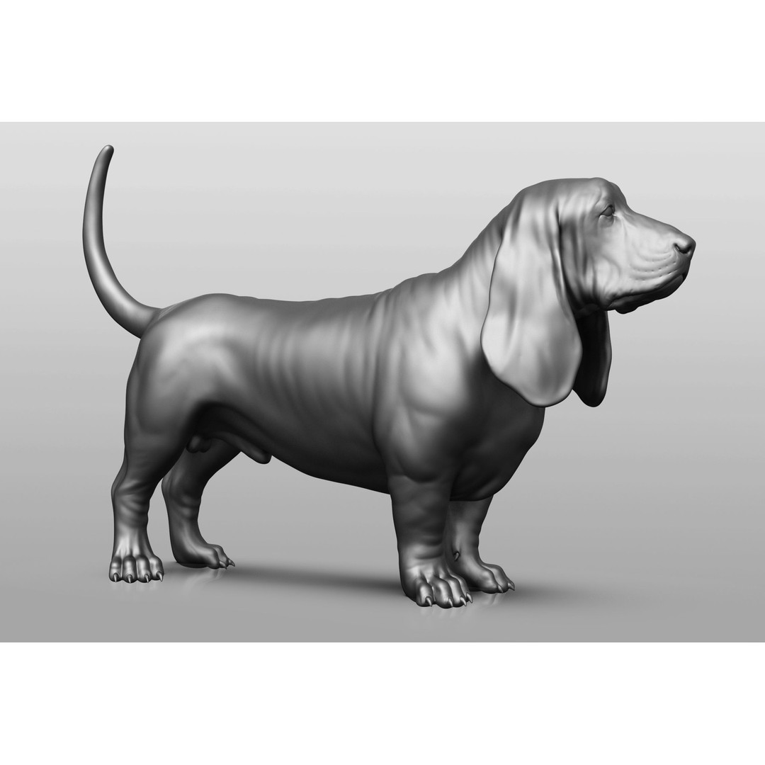 Dog Breed Collection 3D Model – Realistic Animal Pack, OBJ & ZTL - View 34